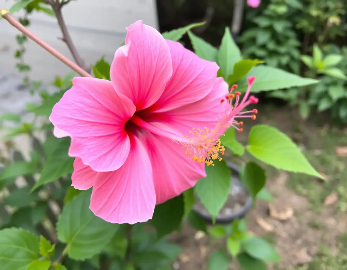 Create Stunning Hibiscus Flower Drawings